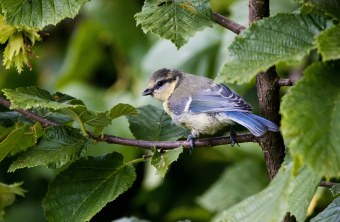 Junge Blaumeise | © Richard Straub