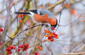 Gimpel frisst Beeren | © Ralph Sturm