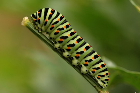 Die Raupe des Schwalbenschwanzes ist hellgrün mit schwarzen Streifen und orangefarbenen Flecken | © Willi Kroll