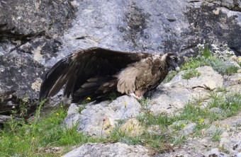 Recka streckt sich | © Markus Leitner