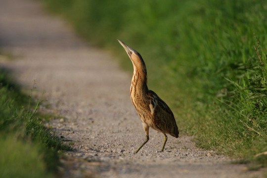 Rohrdommel auf einer Straße | © Zdenek Tunka