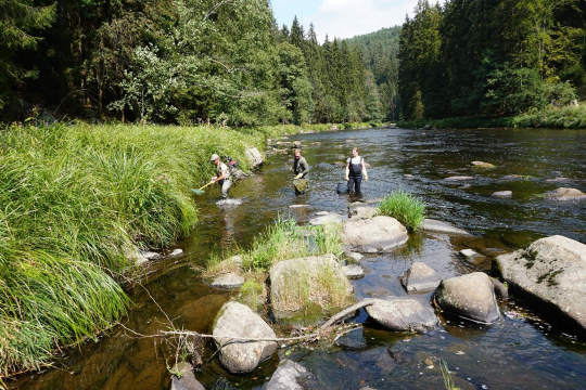 Watbefischung im Schutzgebiet Schwarzen Regen zur Untersuchung der Fischbestände | © Sonja Dölfel