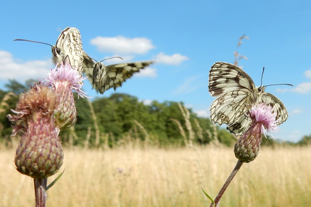 Blumenwiese | © Bernd Raab
