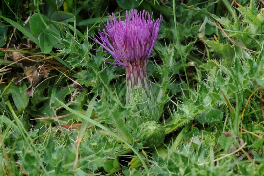 Stängellose Kratzdistel mit violetter Blüte | © Dr. Eberhard Pfeuffer