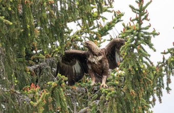 Steinadler auf einem Nadelbaum | © Harald-Farkaschovsky