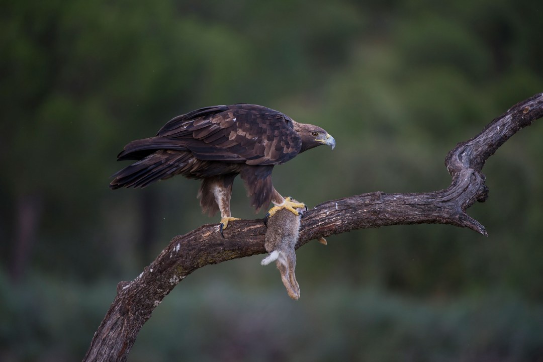 Steinadler mit Beute auf einem Ast | © Wolfgang Lorenz