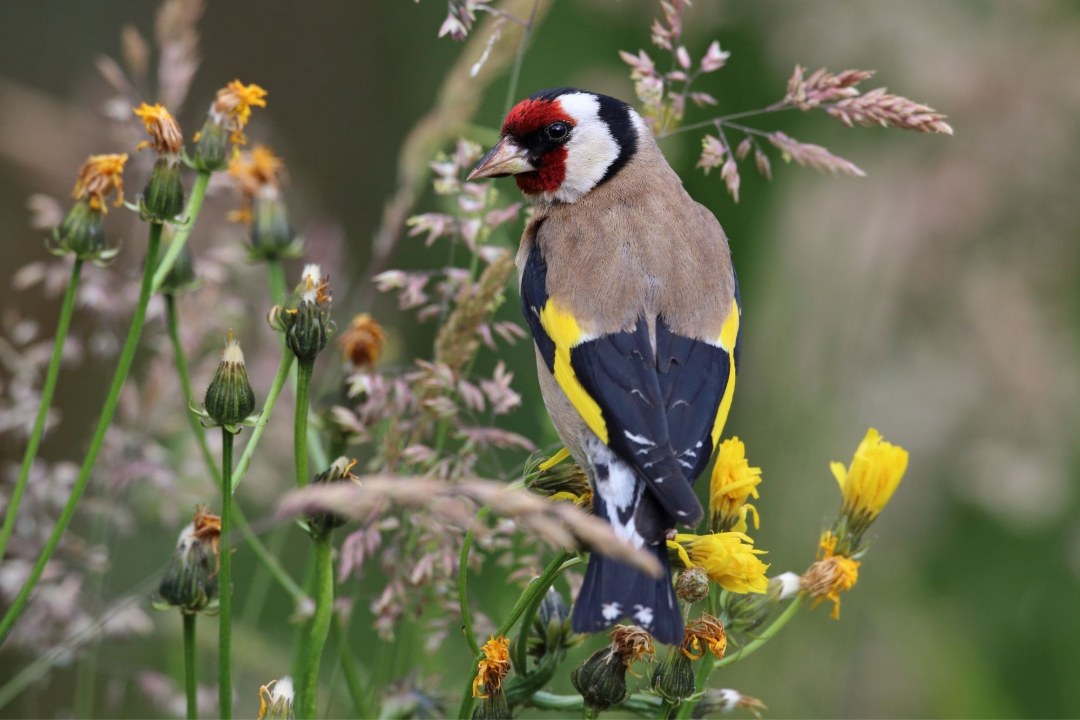Stieglitz in Wiese | © Frank Derer