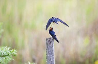 Rauchschwalben | © Petra Adam