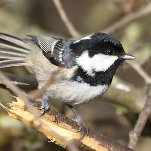 Tannenmeise auf einem Ast | © Carl-Peter Herbolzheimer