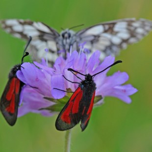 Thymian- Widderchen | ©  Dr. E. Pfeuffer