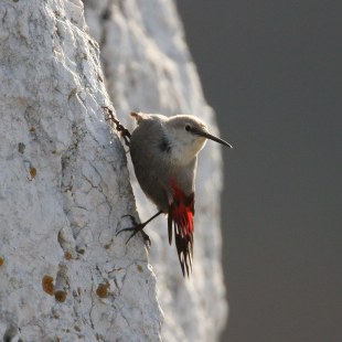 Mauerläufer an einem Fels, seitlich | © Zdenek Tunka