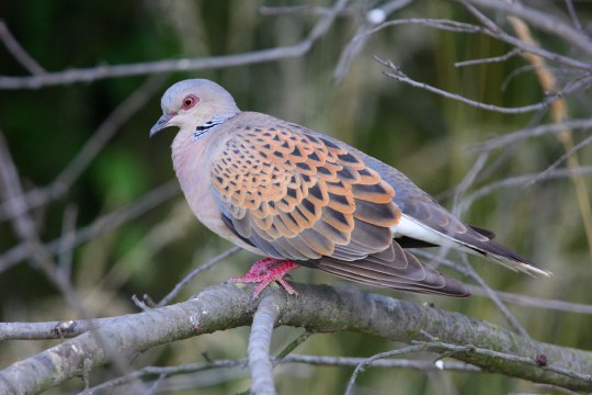 Turteltaube auf einem Ast | © Zdenek Tunka