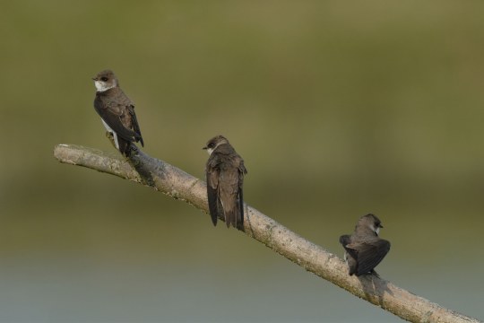 drei Uferschwalben sitzen auf einem Ast | © Henning Werth
