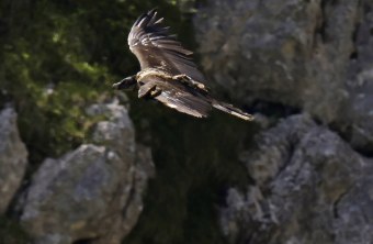 Bartgeier Vinzenz im Flug | © Markus Leitner