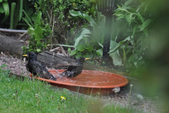Zwei Stare baden in einem mit Wasser gefüllten Blumentopfuntersetzer | © Nicole Grodzycki