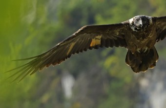 Wally von vorne Nahaufnahme| © Markus Leitner