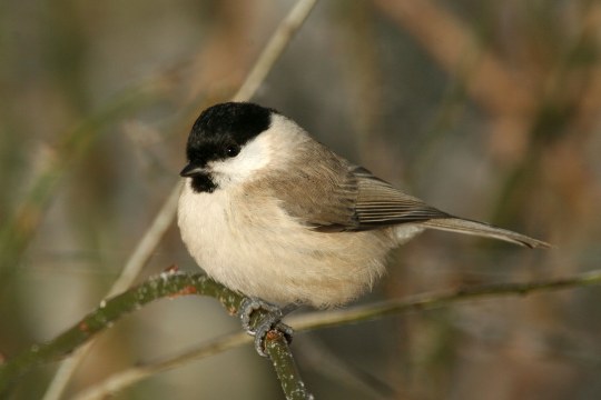 Weidenmeise auf Ast | © Andreas Hartl