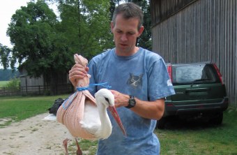 Verletzter Weißstorch wird fixiert | © Wolfgang Nerb