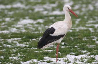 Weißstorch steht auf einer Wiese  mit Schnee | © Dieter Hopf