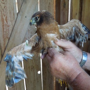 Wiesenweihe | © Christoph Bauer