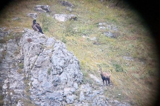 Wiggerl und Gams |© Lennart Gähr