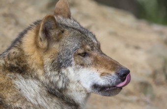 Porträt von einem Wolf, der seine Nase abschleckt | © Ralph Sturm