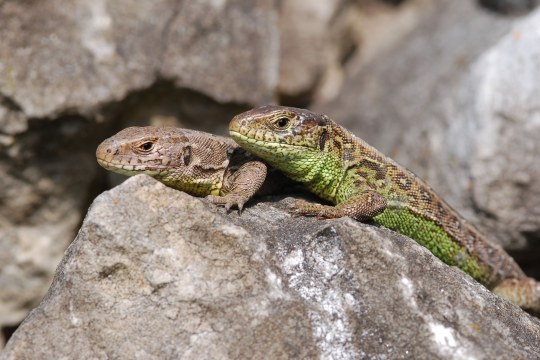 Zwei Zauneidechsen sitzen auf einem Stein | © Dr. Andreas von Lindeiner