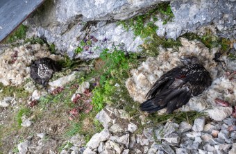 Zierli unten und Alosa oben | © Markus Leitner