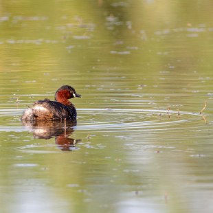 Zwergtaucher | © Erich Oster