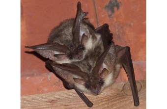 Zwei Graue Langohrfledermäuse im Kirchturmdach hängend | © LBV