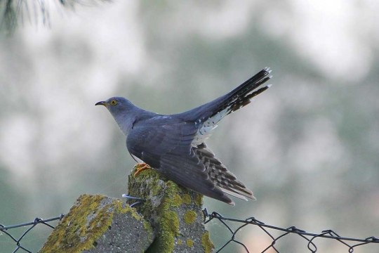 Kuckuck | © Heike Wirth