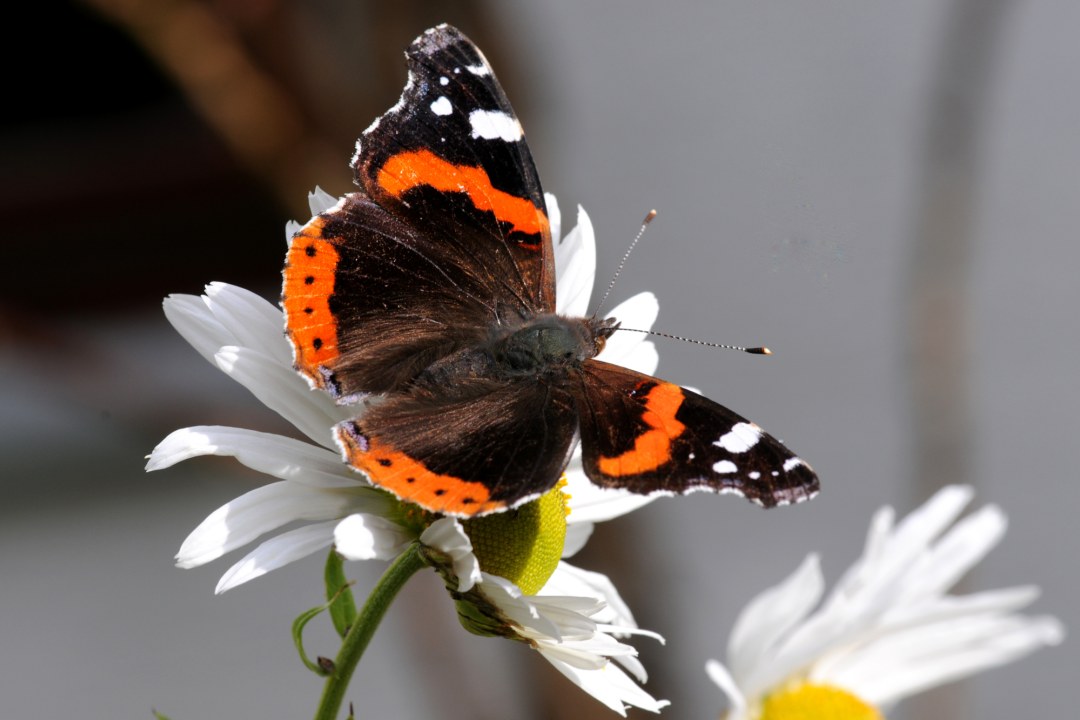 Admiral | © Eberhard Pfeuffer