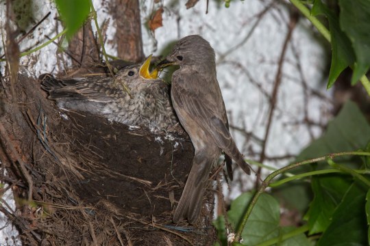 Grauschnäpper füttert zwei fast ausgewachsene Küken am Nest mit Insekten | © Andreas Hartl