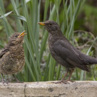 Amsel und Junges | © Ralph Sturm