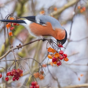 Gimpel | © Ralph Sturm