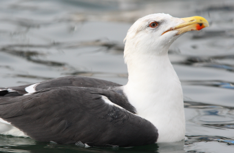 Mantelmöwe schwimmt auf Wasser | © Frank Derer