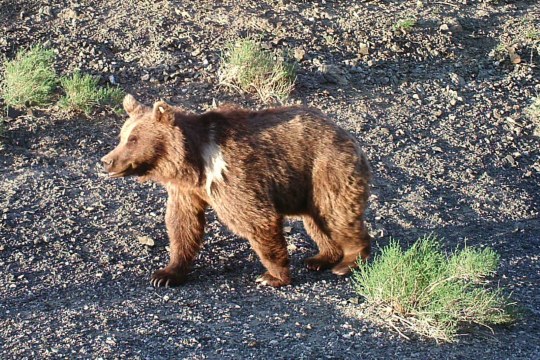 Gobibär | © Nationale Universität der Mongolei (NUM)