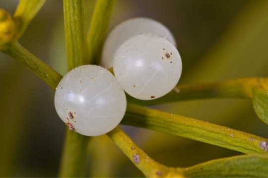 Weissbeerige Mistelfrucht | © Andreas Hartl