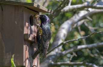 Star an Nistkasten | © Andreas Hartl