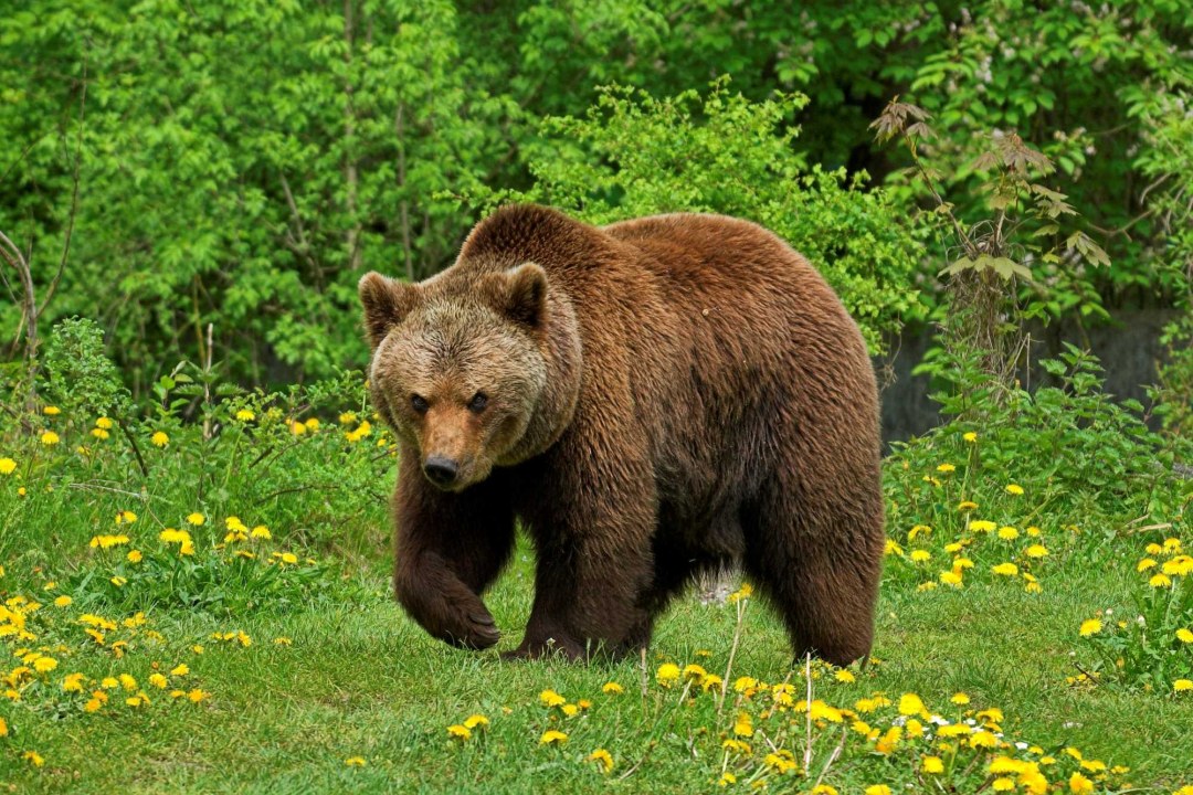 Braunbär auf Wiese. | © Christoph Bosch