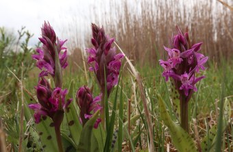 Orchideen auf Ausgleichsfläche | © Marianne Kunkel