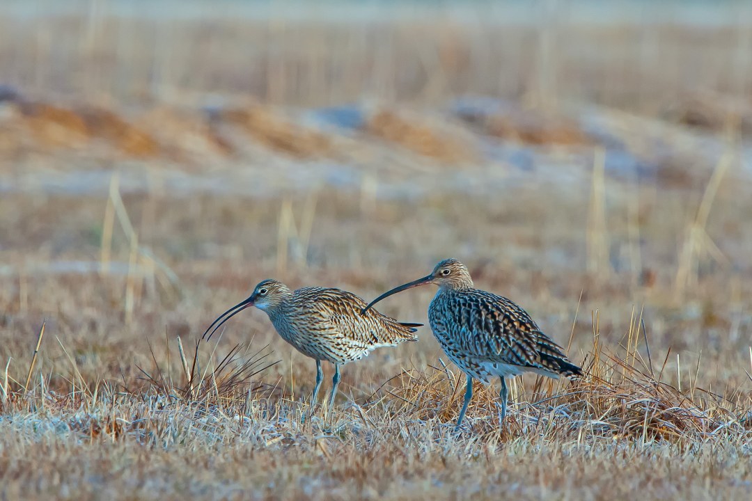 Großer Brachvogel | © Martin Thoma
