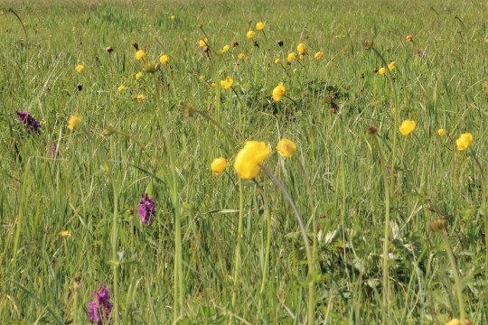 Orchideen und Trollblumen im Niedermoor | © Elisabeth Wöllf LBV
