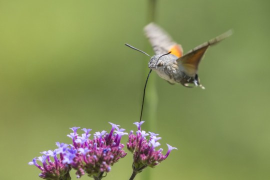 Taubenschwänzchen trinkt an einer Blüte | © Ralph Sturm