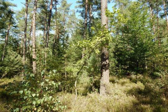 Gesunder Zukunftswald | © Christian Stierstorfer