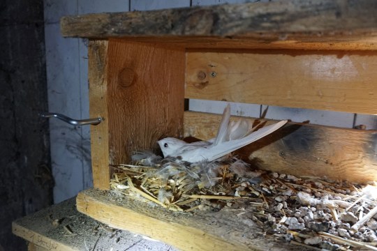 Junger Albino-Mauersegler im Nest | © S. Dölfel