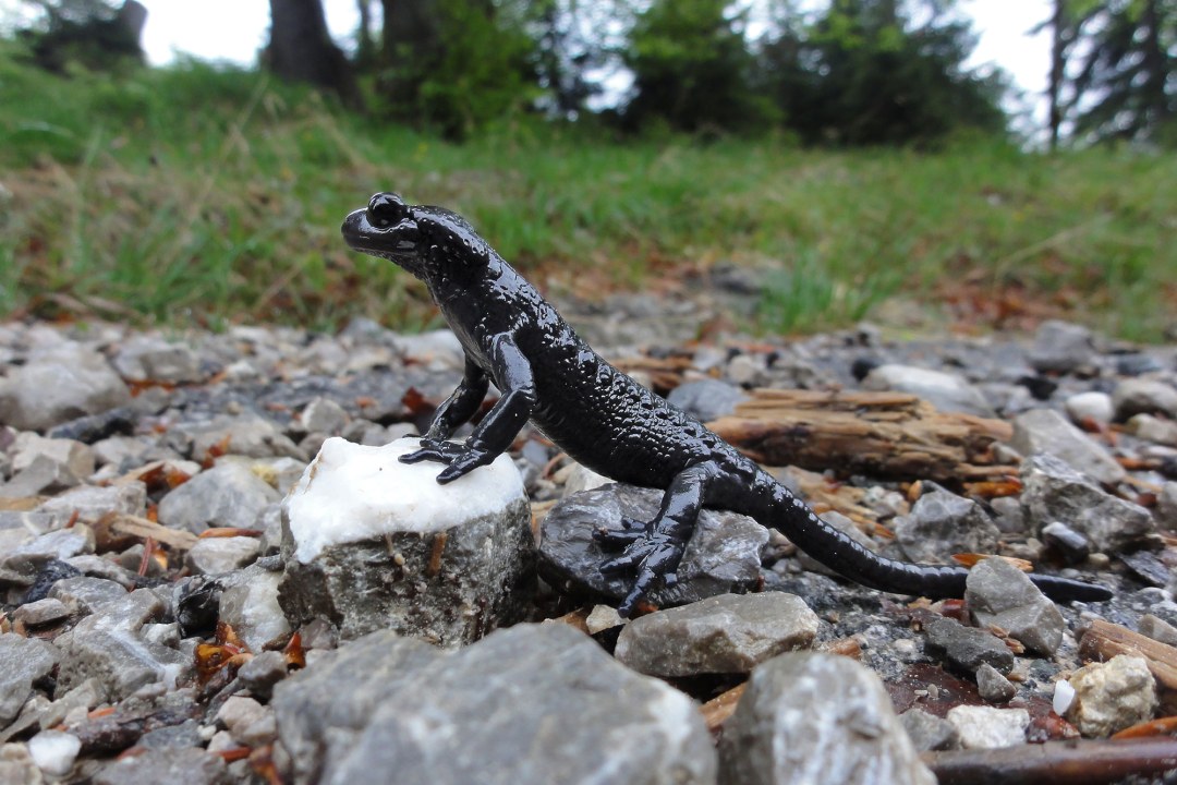 Schwarzer Alpensalamander auf einem Stein | © Dr. Christoph Moning