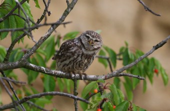 Steinkauz auf einem Kirschbaum | © Zdenek Tunka
