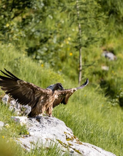 Bartgeier Bavarias erster Rastplatz in Freiheit  | © Richard Straub