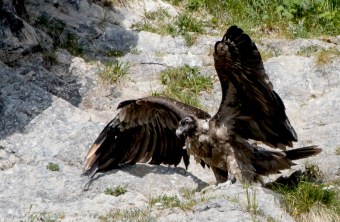 Bartgeier Nepomuk in der Nische setzt zum Flügelschlag an | © Richard Straub
